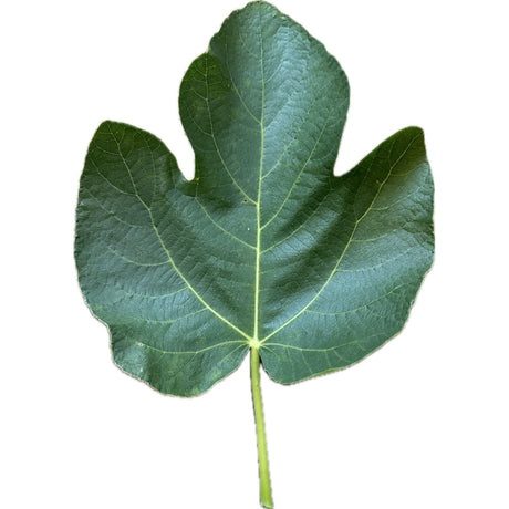 Sorni Cantina Fig Leaf