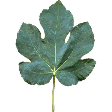 Strawberry Teardrop Fig Leaf