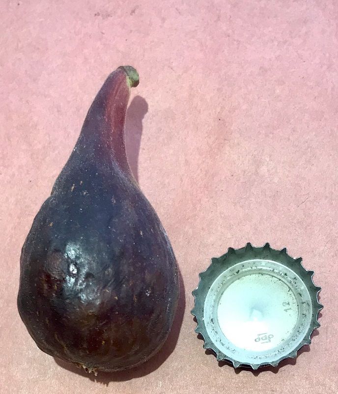 St Rita Fig Whole Fruit