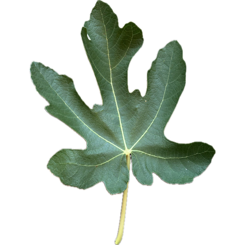 Super Jumbo Fig Leaf