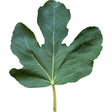 TV3 Fig Leaf
