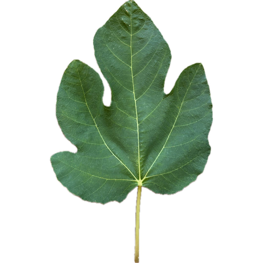 Tavout Jabout Fig Leaf