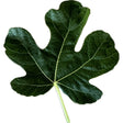 Teramo Unknown Fig Leaf