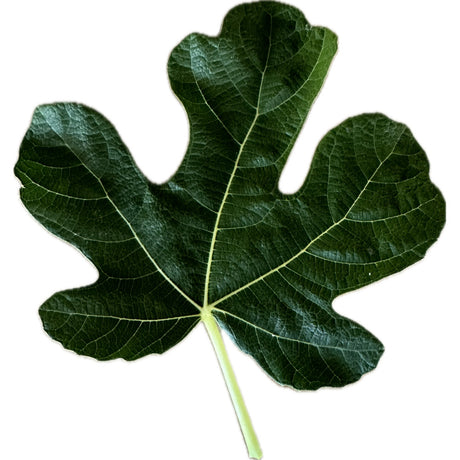 Teramo Unknown Fig Leaf