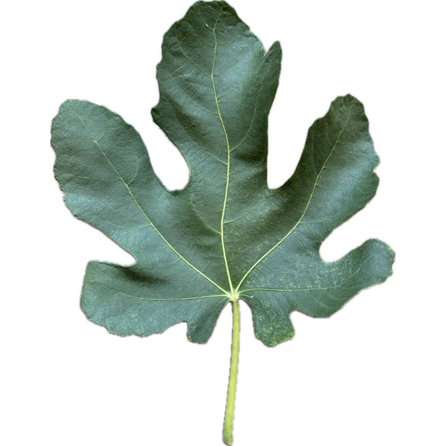 The Godfather Fig Leaf