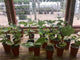 Fig Tree Cuttings