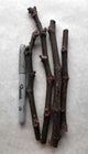 Fig Tree Cuttings