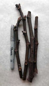 Fig Cuttings