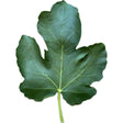 Toloso Fig Leaf