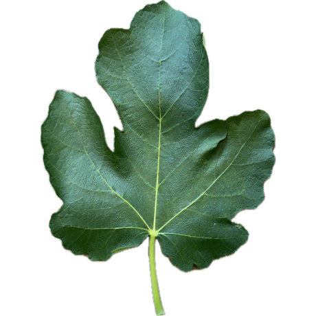 Toloso Fig Leaf
