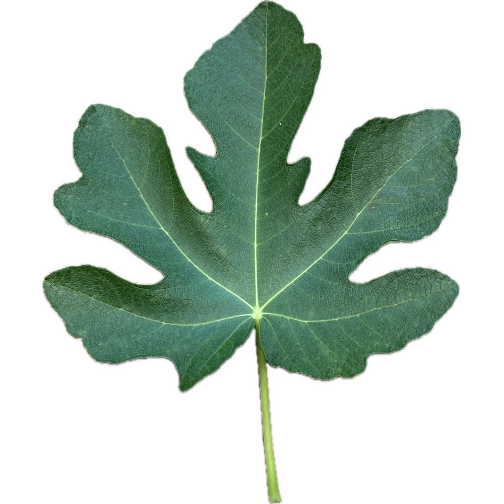Torres Fig | Kremp Florist