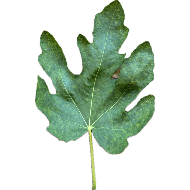 Tunisino Fig Leaf