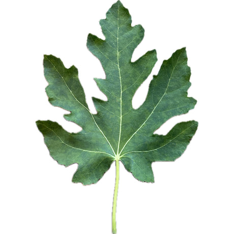 Turquie 2 Fig Leaf