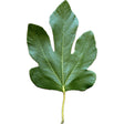 Tuvia Shehora Fig Leaf