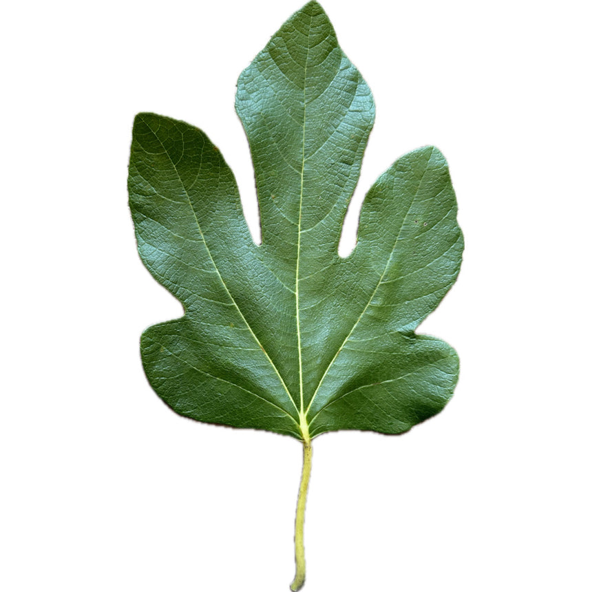 Tuvia Shehora Fig Leaf