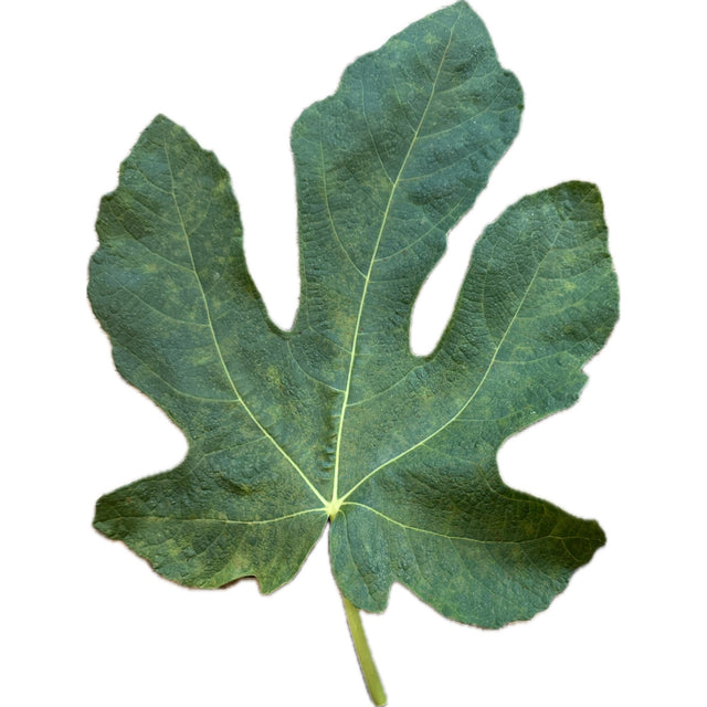 UCR 187-25 Fig Leaf