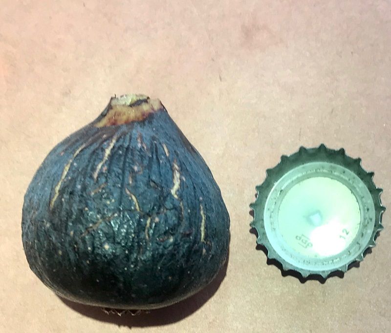 Violette de Bordeaux Fig Whole Fruit