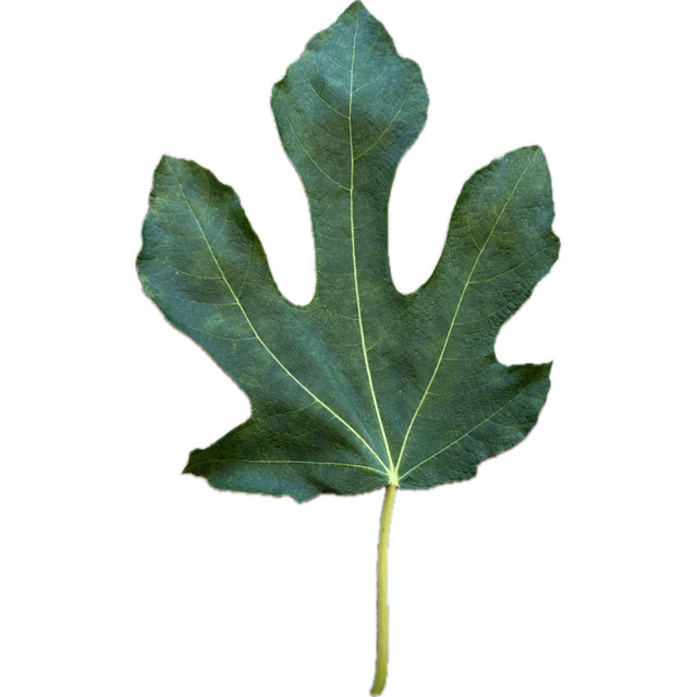 Valle Negra Fig Leaf
