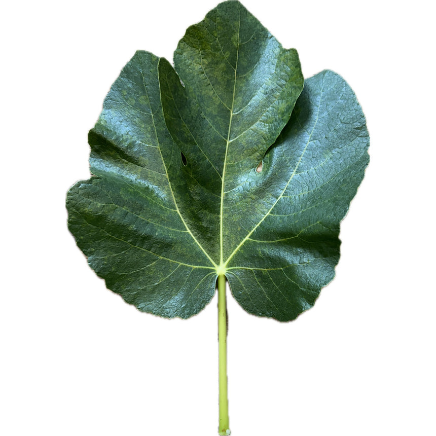 Verdesca Fig Leaf