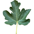 Verdino Del Nord Fig Leaf