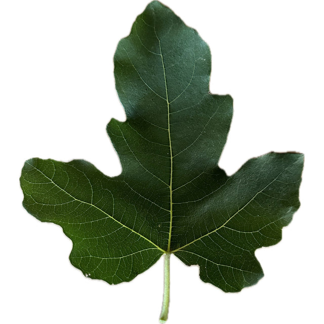 Verdolino Fig Leaf