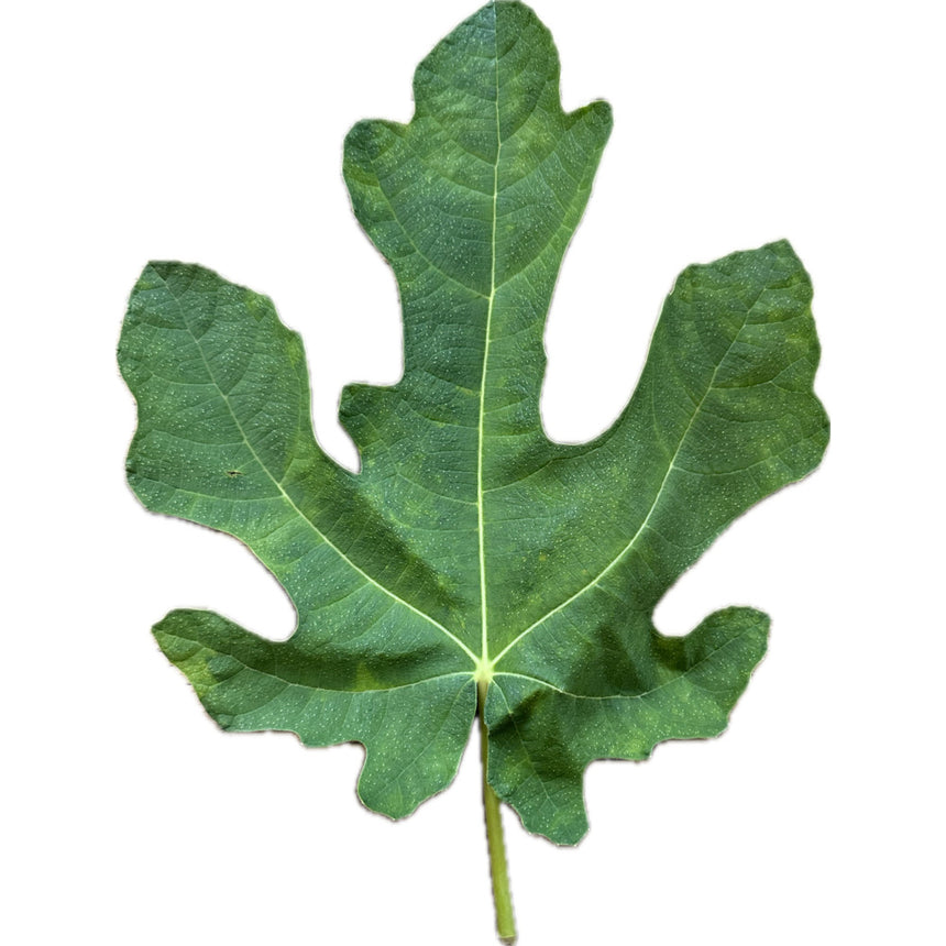 Vibo Valentia Fig Leaf