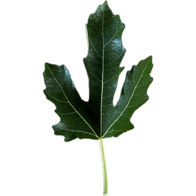 Violette De Bordeaux Fig Leaf