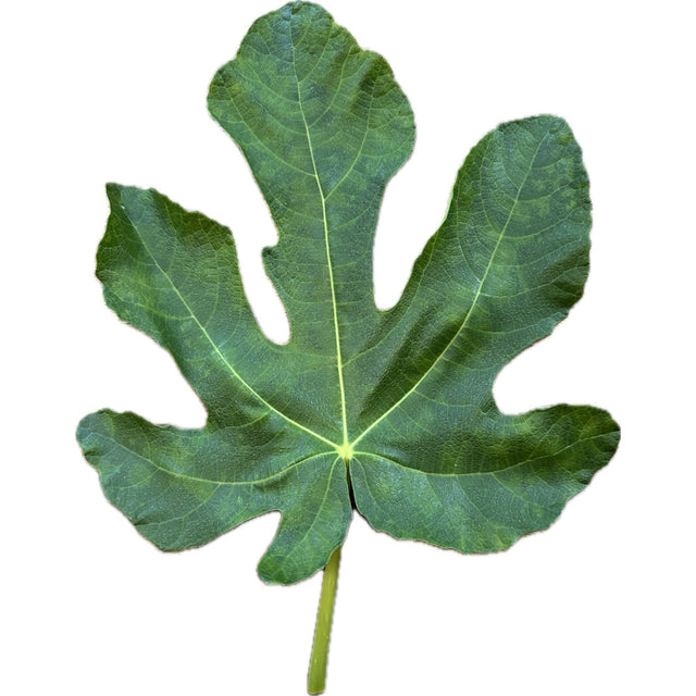 Violette de Sollies Fig Leaf