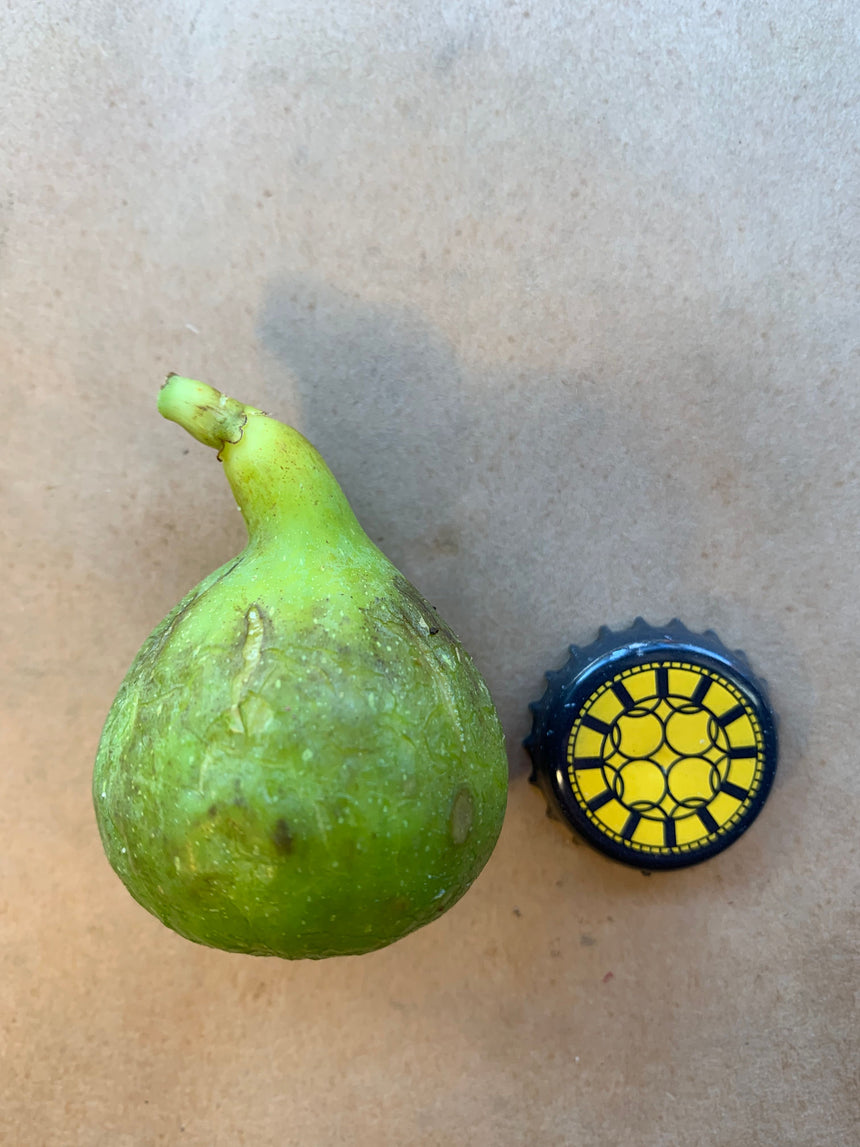 White Madeira #1 Fig Whole Fruit