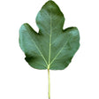 White Madeira #1 Fig Leaf
