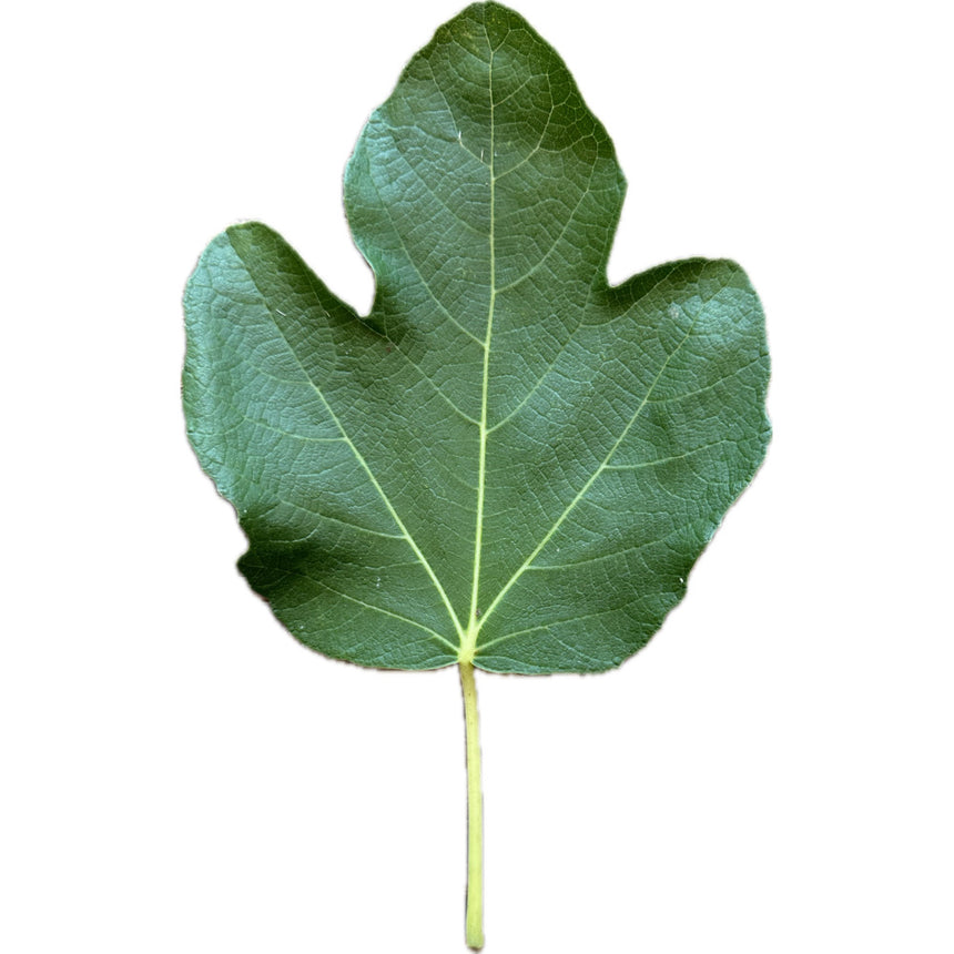 White Madeira #1 Fig Leaf