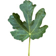 White Texas Everbearing Fig Leaf