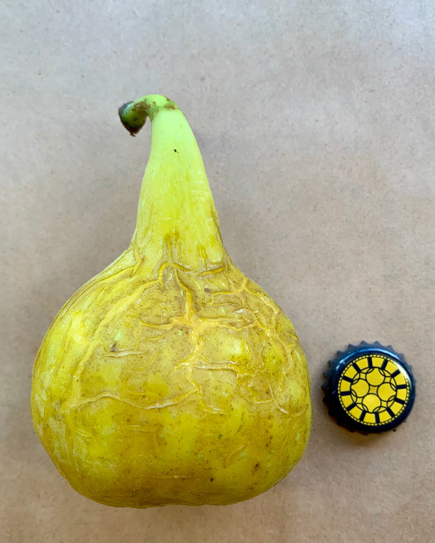 Yellow Long Neck Fig Whole Fruit