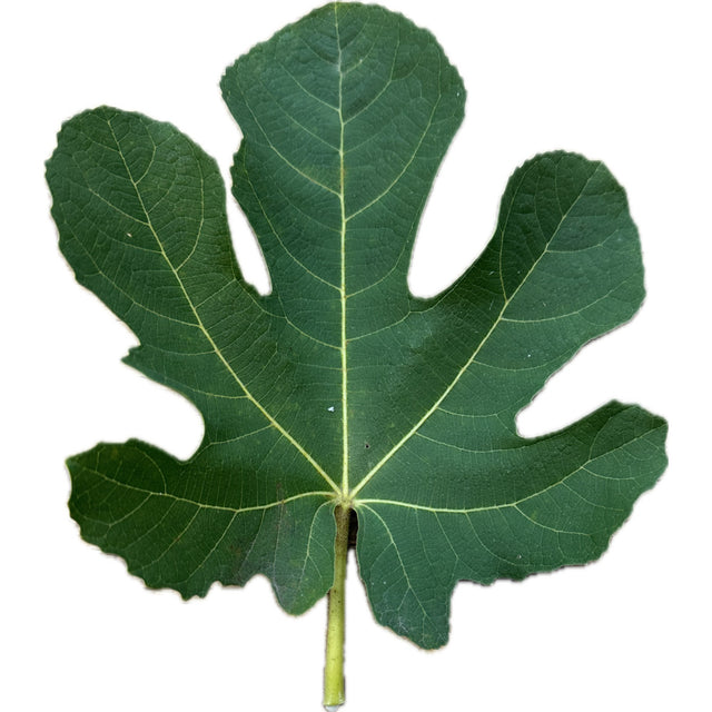 Yellow Long Neck Fig Leaf
