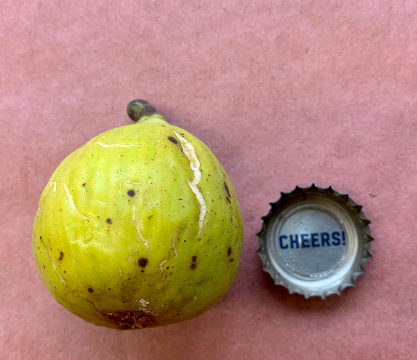 Chico Strawberry Fig