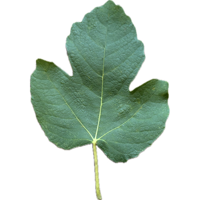 Zaffiro Fig Leaf