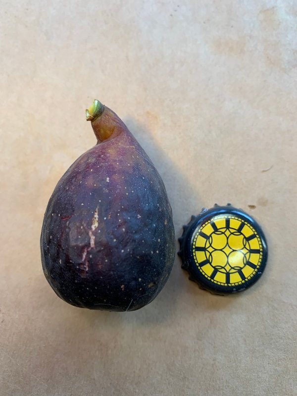 Zaffiro Fig Whole Fruit