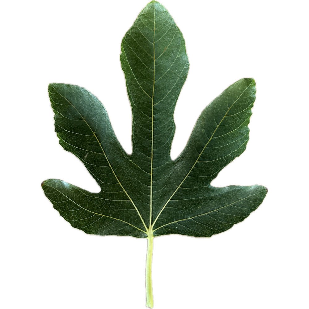 Anjeer Torki Fig – Kremp Florist