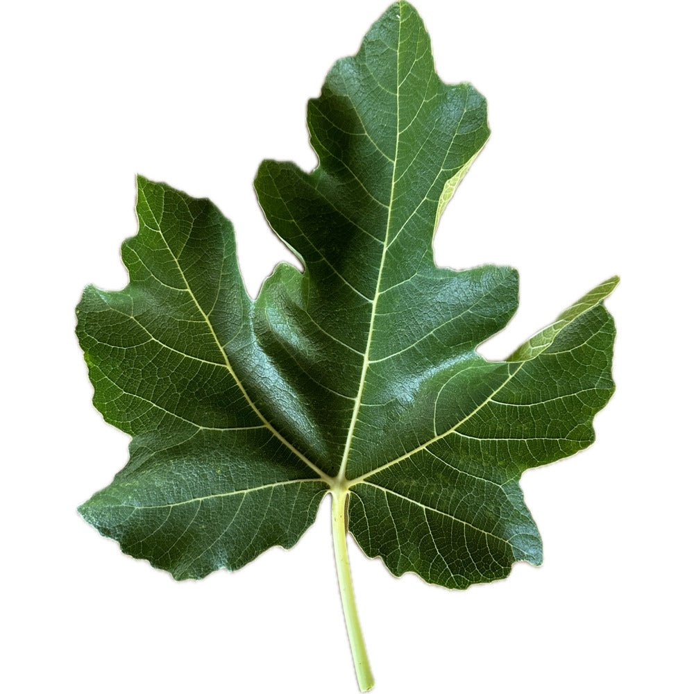Paratjal Rimada Fig – Kremp Florist