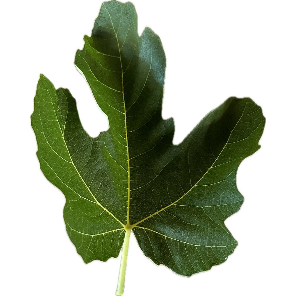 Berbera Branca Fig | Kremp Florist