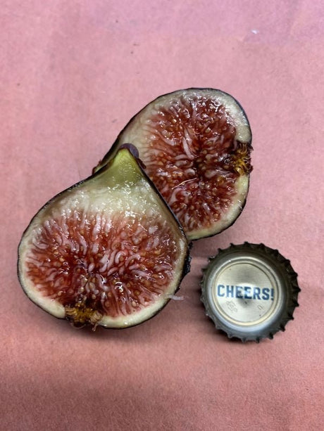 Bourjasotte Noire Fig Fruit Cross Section