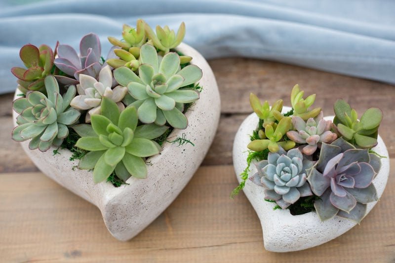 succulent heart garden Mini Concrete Heart Succulent Garden – Kremp Florist