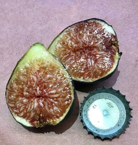 De Tres Esplets Fig Fruit Cross Sectional