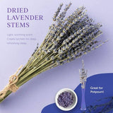 Dried Lavender Stems