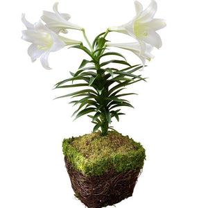 Easter Lilies