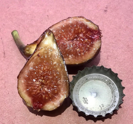 Elgaâ€™s Austrian Village Fig Cross Section