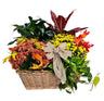 Fall Seasonal Plants