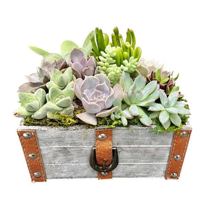 succulent treasure box Leather Trunk Succulent Garden – Kremp Florist