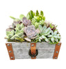 Shop Plants