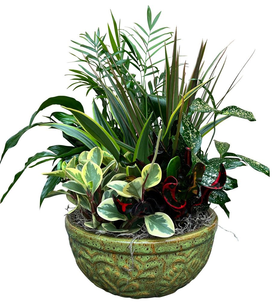 De La Roca Fig – Kremp Florist